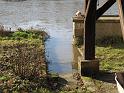 2011-01-17, Pillnitz (24)